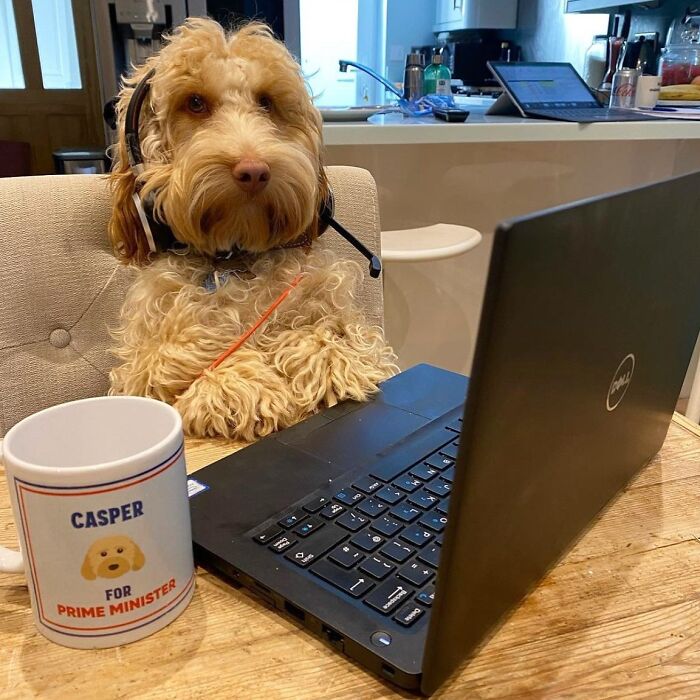 Dogs Crushing It At Remote Work (And They're Way Cutest Colleagues Ever)
