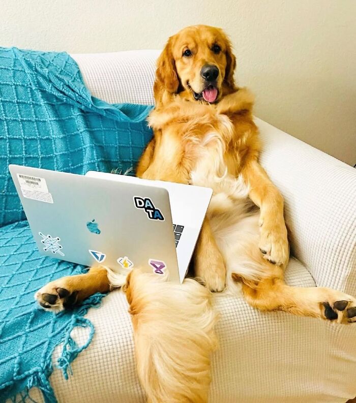 Dogs Crushing It At Remote Work (And They're Way Cutest Colleagues Ever)