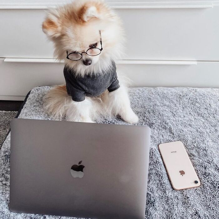 Dogs Crushing It At Remote Work (And They're Way Cutest Colleagues Ever)