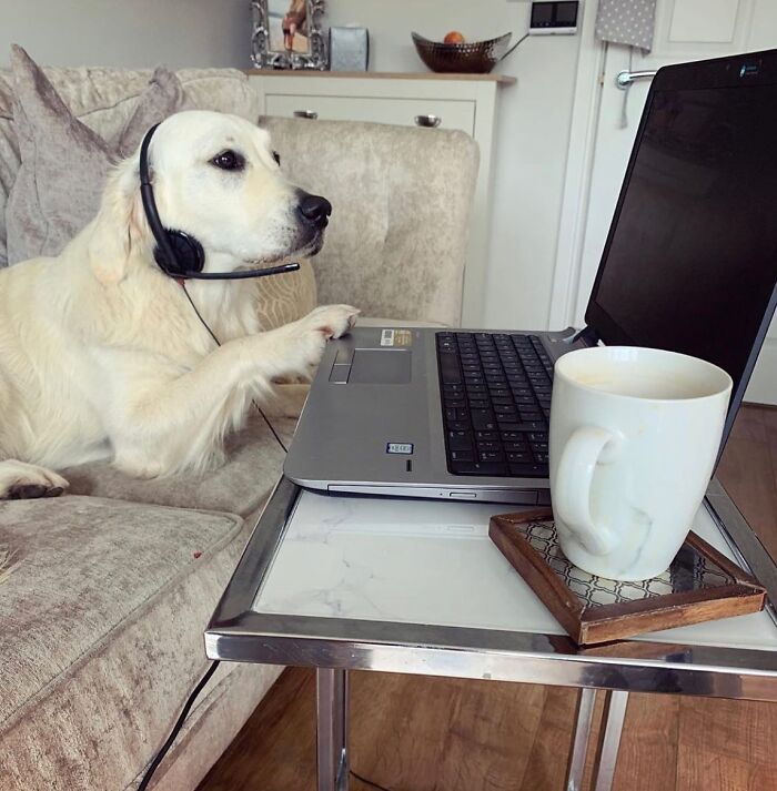 Dogs Crushing It At Remote Work (And They're Way Cutest Colleagues Ever)