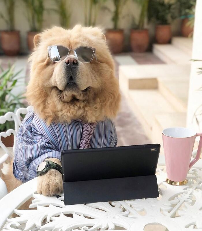 Dogs Crushing It At Remote Work (And They're Way Cutest Colleagues Ever)