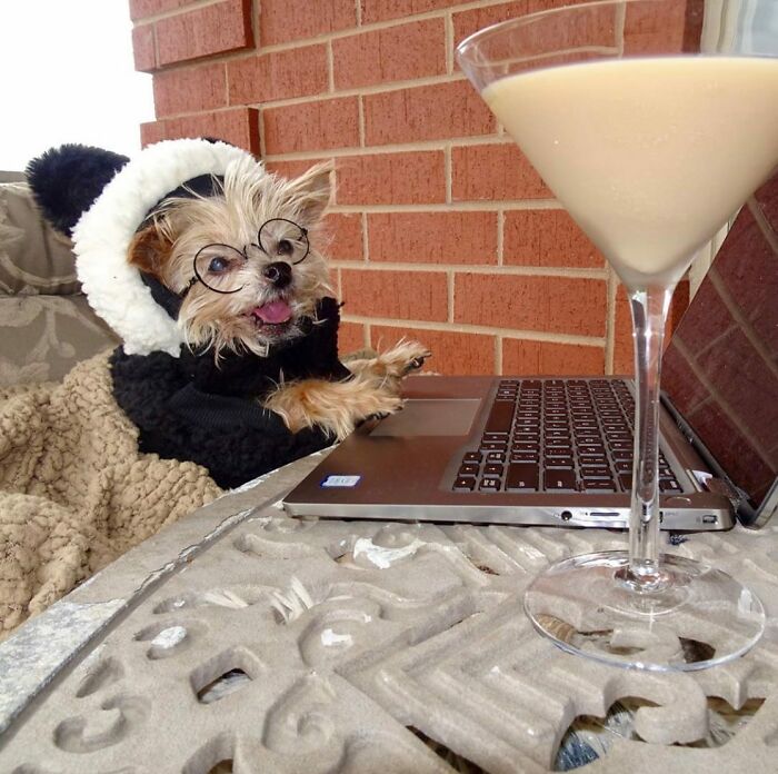 Dogs Crushing It At Remote Work (And They're Way Cutest Colleagues Ever)