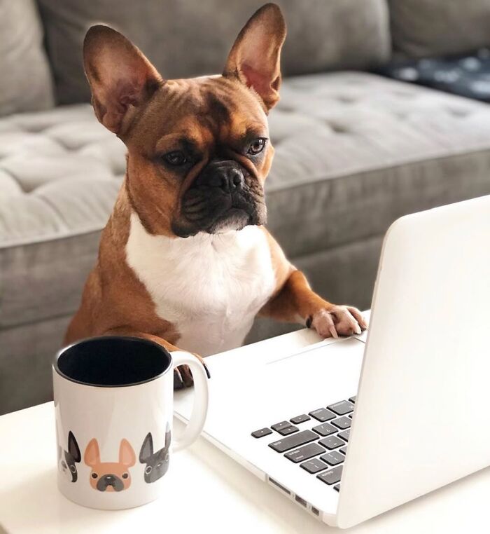 Dogs Crushing It At Remote Work (And They're Way Cutest Colleagues Ever)