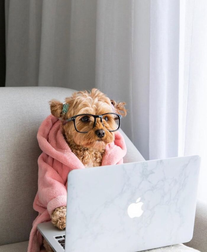 Dogs Crushing It At Remote Work (And They're Way Cutest Colleagues Ever)