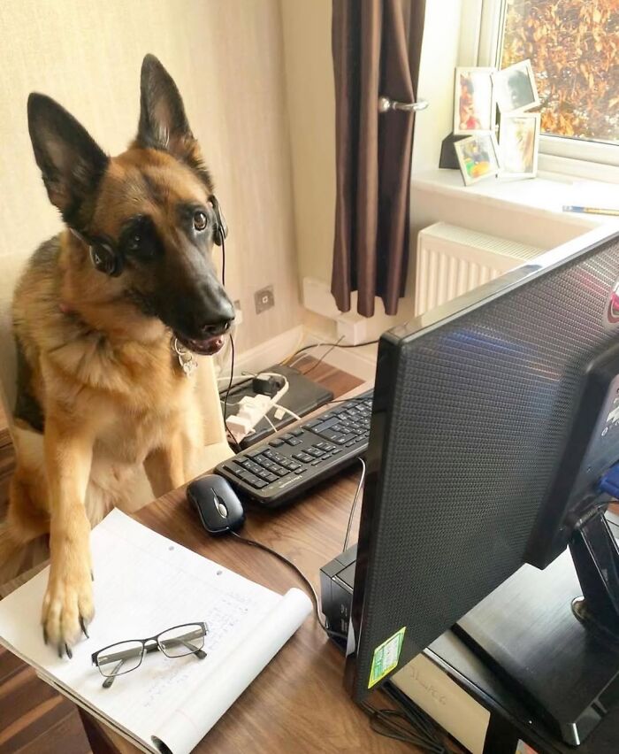Dogs Crushing It At Remote Work (And They're Way Cutest Colleagues Ever)