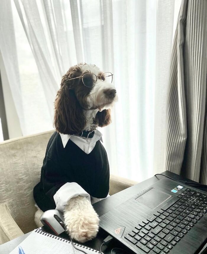 Dogs Crushing It At Remote Work (And They're Way Cutest Colleagues Ever)
