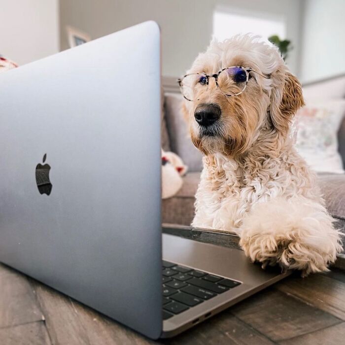Dogs Crushing It At Remote Work (And They're Way Cutest Colleagues Ever)