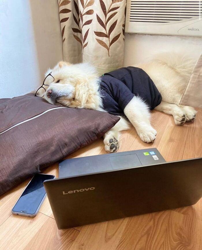 Dogs Crushing It At Remote Work (And They're Way Cutest Colleagues Ever)