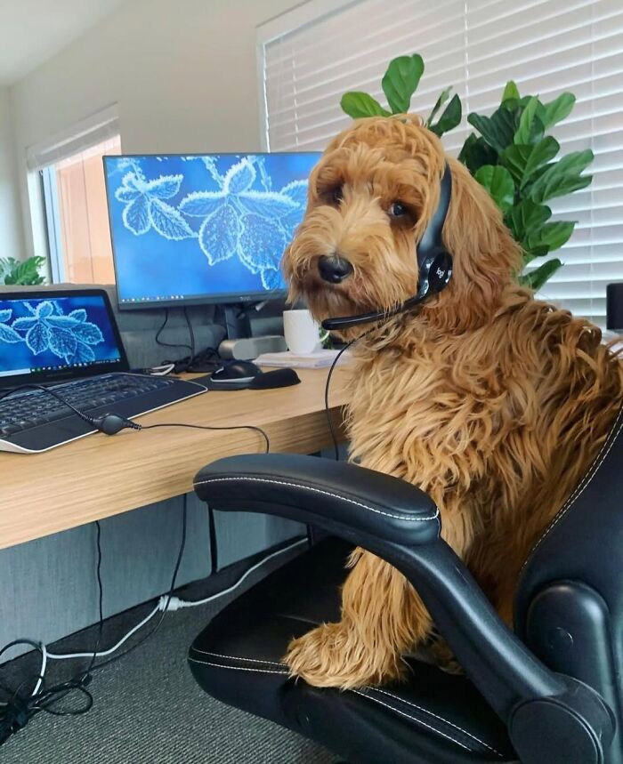 Dogs Crushing It At Remote Work (And They're Way Cutest Colleagues Ever)