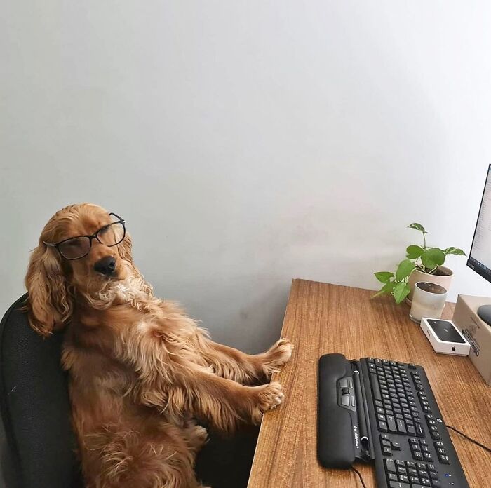 Dogs Crushing It At Remote Work (And They're Way Cutest Colleagues Ever)