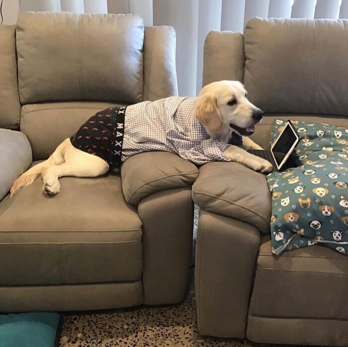 Dogs Crushing It At Remote Work (And They're Way Cutest Colleagues Ever)
