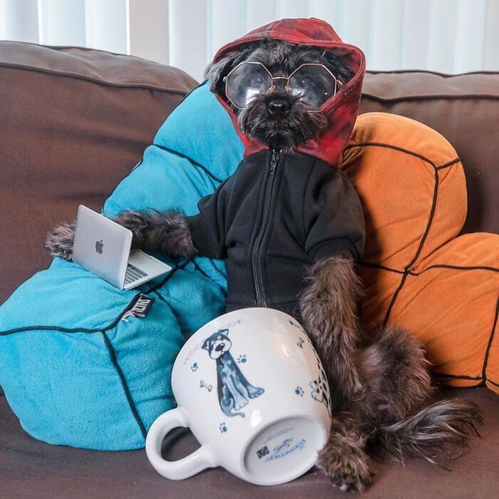 Dogs Crushing It At Remote Work (And They're Way Cutest Colleagues Ever)