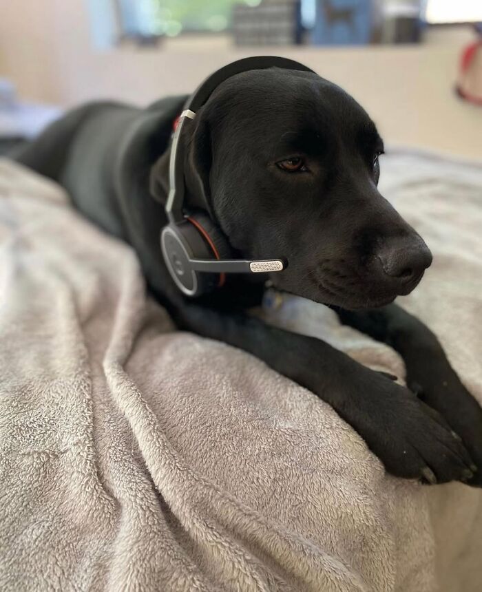 Dogs Crushing It At Remote Work (And They're Way Cutest Colleagues Ever)