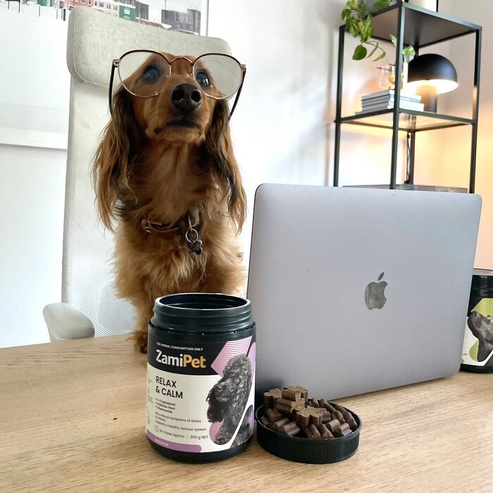 Dogs Crushing It At Remote Work (And They're Way Cutest Colleagues Ever)