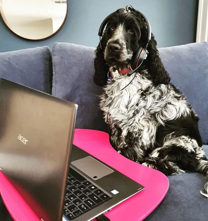 Dogs Crushing It At Remote Work (And They're Way Cutest Colleagues Ever)