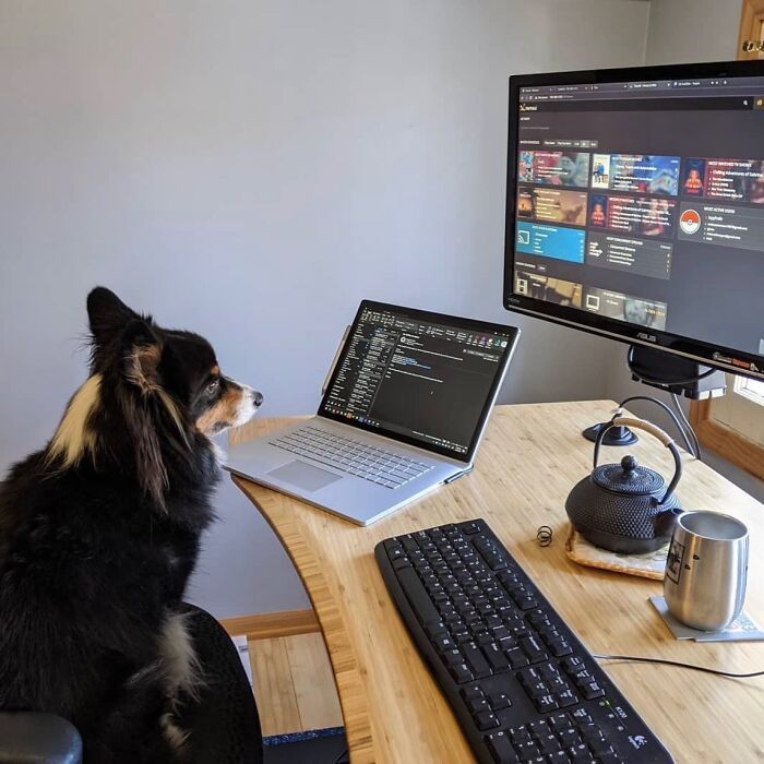 Dogs Crushing It At Remote Work (And They're Way Cutest Colleagues Ever)