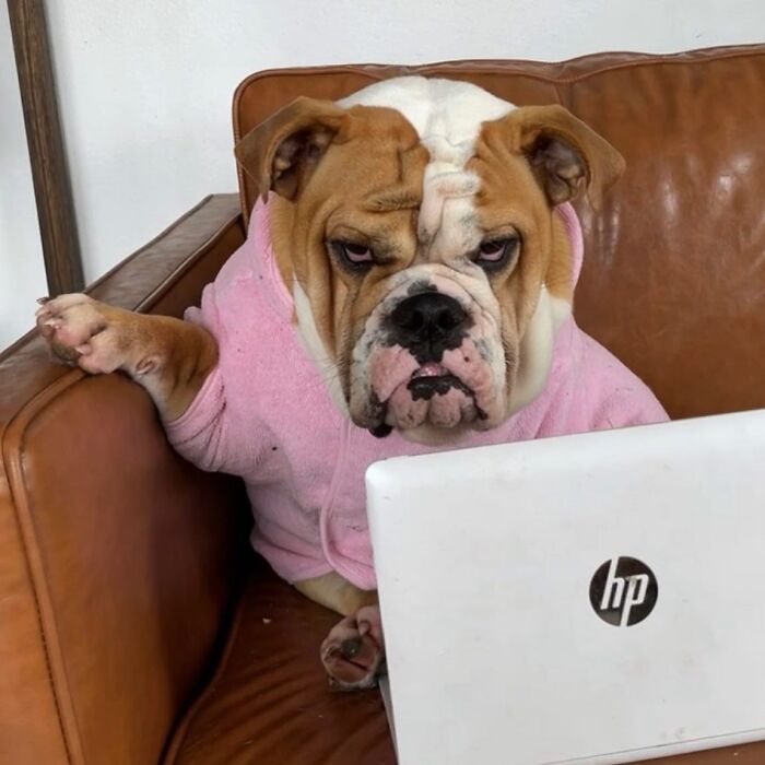 Dogs Crushing It At Remote Work (And They're Way Cutest Colleagues Ever)