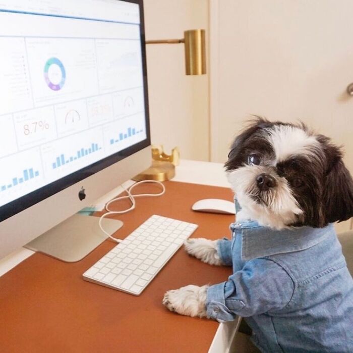 Dogs Crushing It At Remote Work (And They're Way Cutest Colleagues Ever)