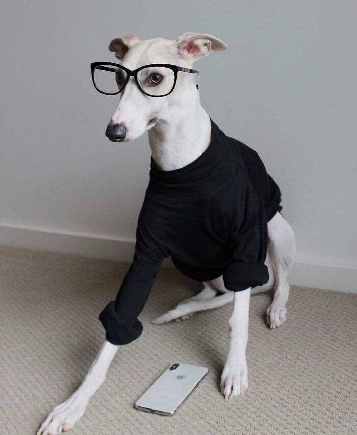 Dogs Crushing It At Remote Work (And They're Way Cutest Colleagues Ever)