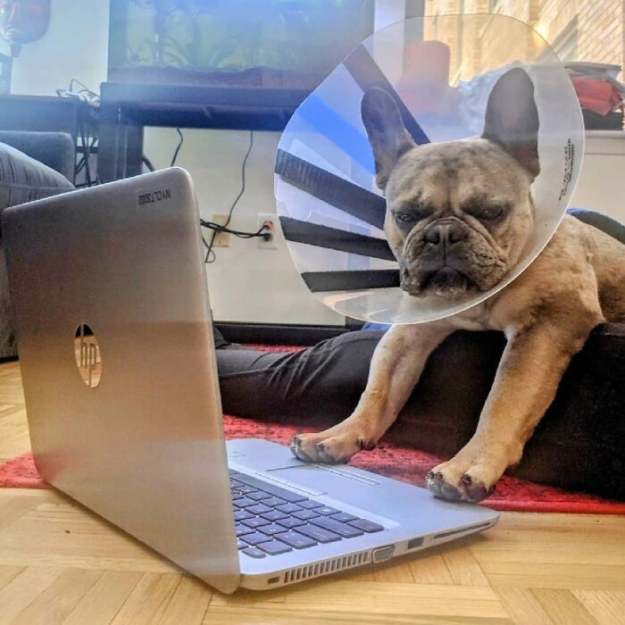 Dogs Crushing It At Remote Work (And They're Way Cutest Colleagues Ever)