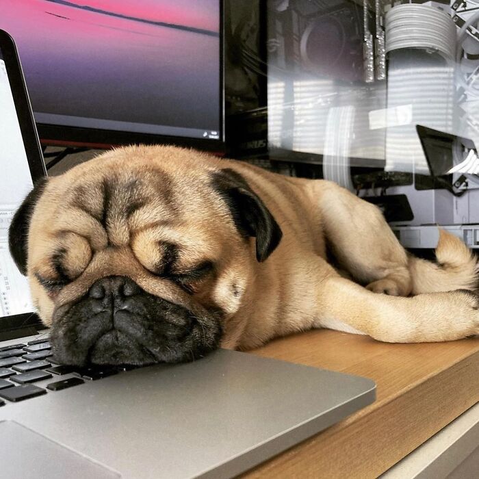 Dogs Crushing It At Remote Work (And They're Way Cutest Colleagues Ever)