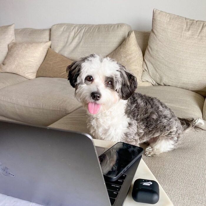 Dogs Crushing It At Remote Work (And They're Way Cutest Colleagues Ever)