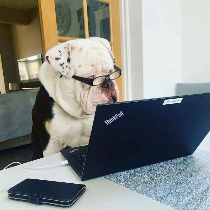 Dogs Crushing It At Remote Work (And They're Way Cutest Colleagues Ever)