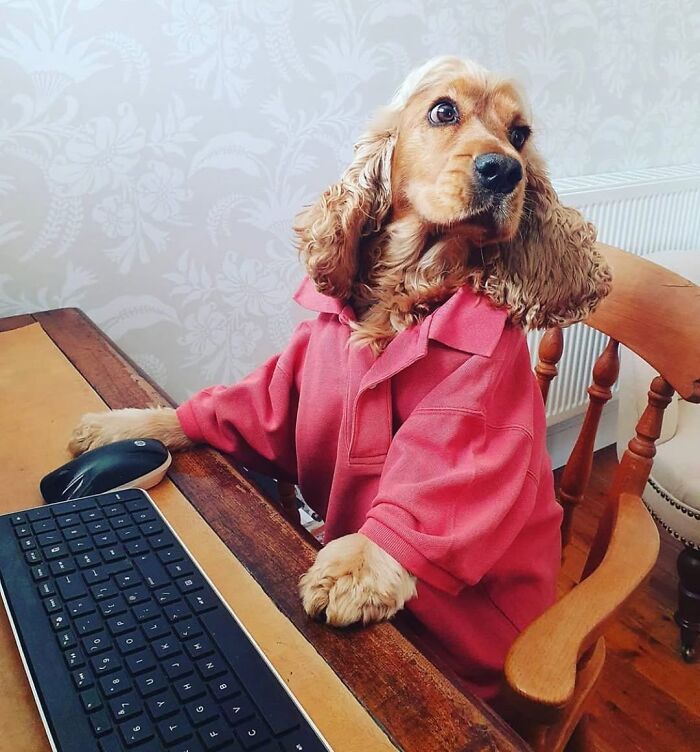 Dogs Crushing It At Remote Work (And They're Way Cutest Colleagues Ever)