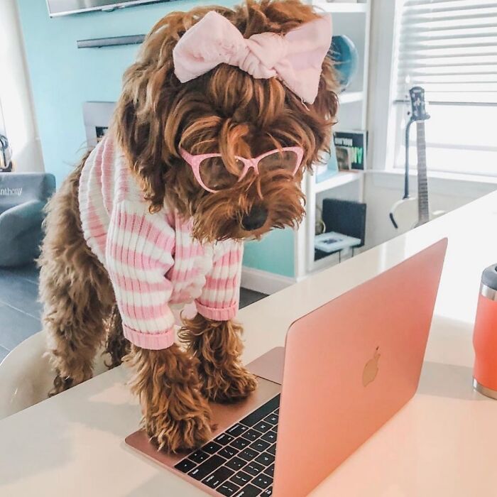 Dogs Crushing It At Remote Work (And They're Way Cutest Colleagues Ever)