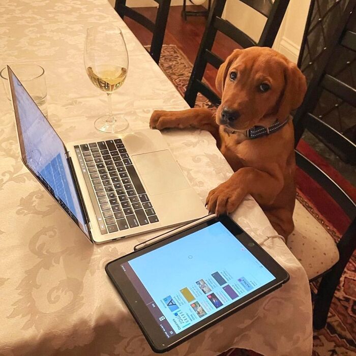 Dogs Crushing It At Remote Work (And They're Way Cutest Colleagues Ever)