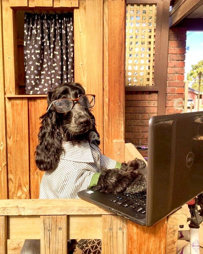 Dogs Crushing It At Remote Work (And They're Way Cutest Colleagues Ever)