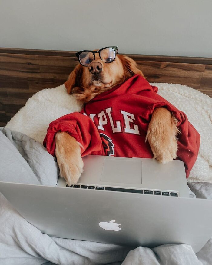 Dogs Crushing It At Remote Work (And They're Way Cutest Colleagues Ever)