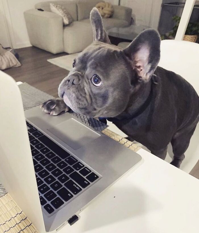 Dogs Crushing It At Remote Work (And They're Way Cutest Colleagues Ever)