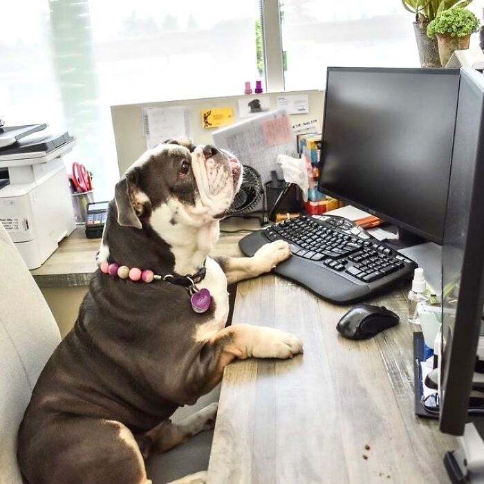 Dogs Crushing It At Remote Work (And They're Way Cutest Colleagues Ever)