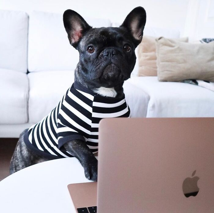 Dogs Crushing It At Remote Work (And They're Way Cutest Colleagues Ever)