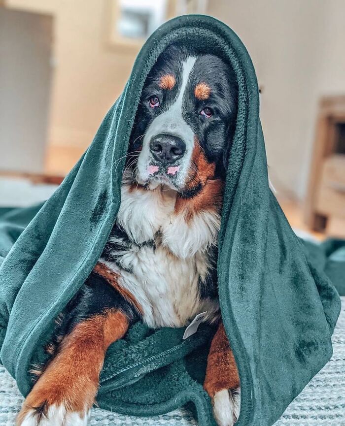 Dogs Crushing It At Remote Work (And They're Way Cutest Colleagues Ever)