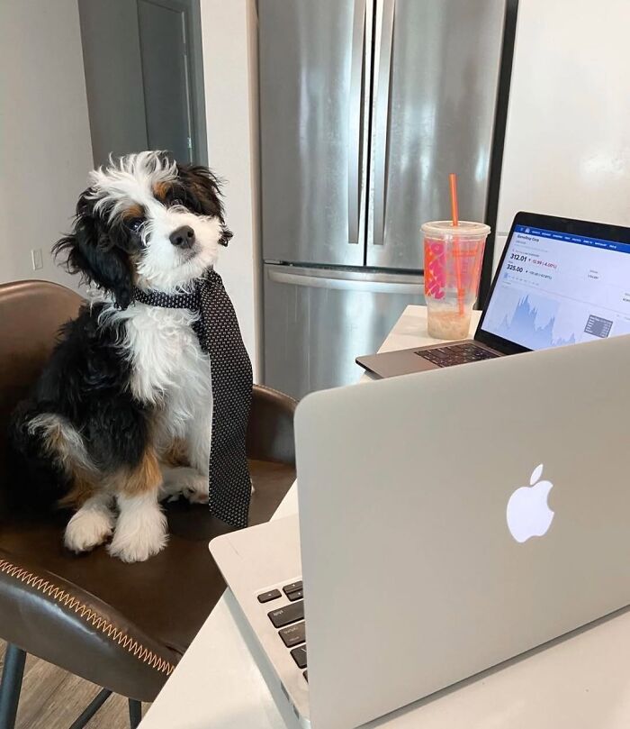 Dogs Crushing It At Remote Work (And They're Way Cutest Colleagues Ever)