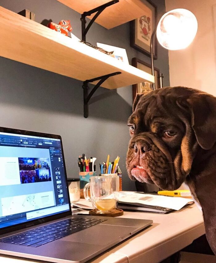 Dogs Crushing It At Remote Work (And They're Way Cutest Colleagues Ever)
