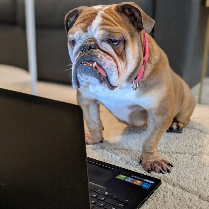 Dogs Crushing It At Remote Work (And They're Way Cutest Colleagues Ever)