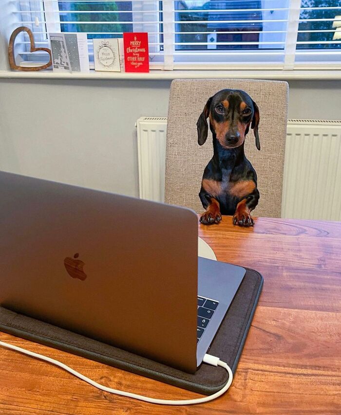 Dogs Crushing It At Remote Work (And They're Way Cutest Colleagues Ever)