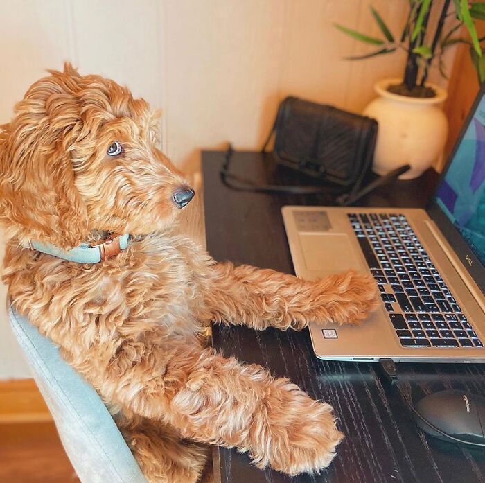 Dogs Crushing It At Remote Work (And They're Way Cutest Colleagues Ever)