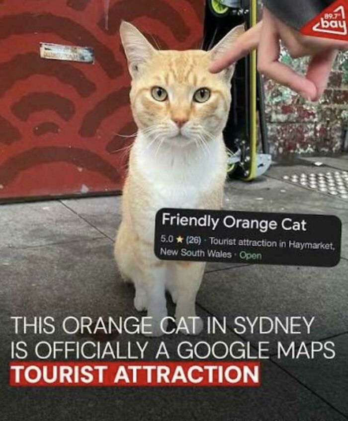 Sydney’s Orange Cat Celebrity: So Loved It’s on Google Maps