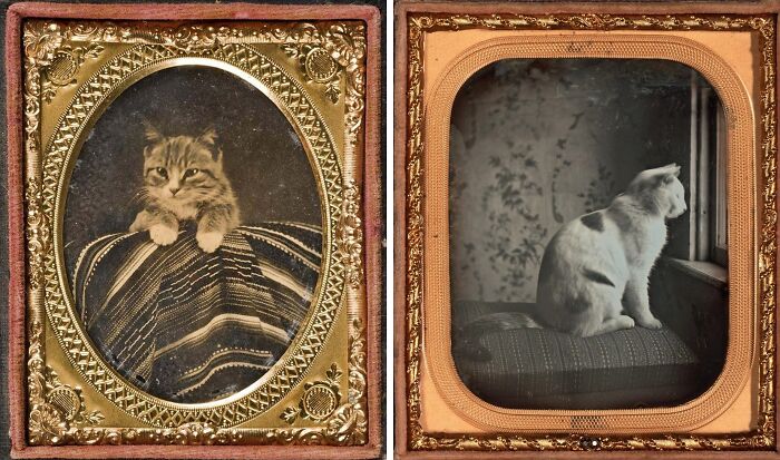 Lincoln’s Cats: Tabby And Dixie Posing Like White House Royalty, 1861