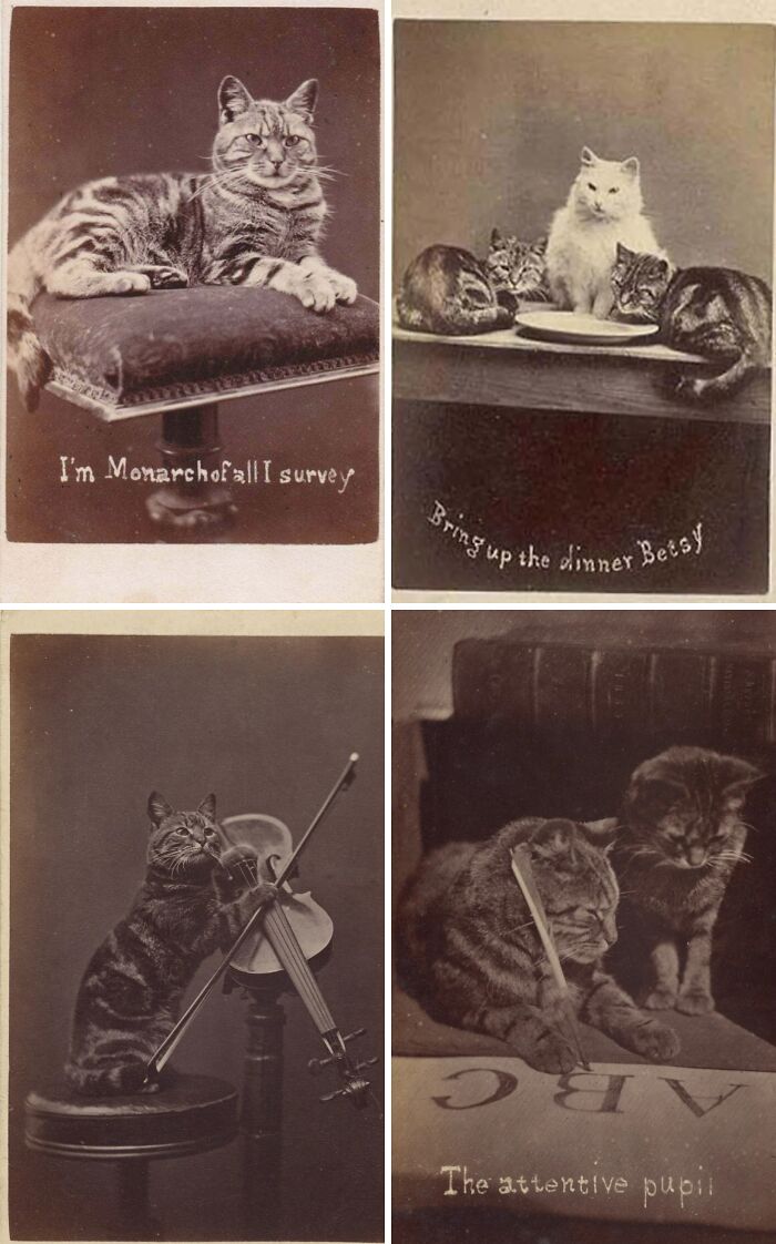 Henry Pointer’s Cats: Victorian Cats Perfecting The Art Of Looking Cute And Weird