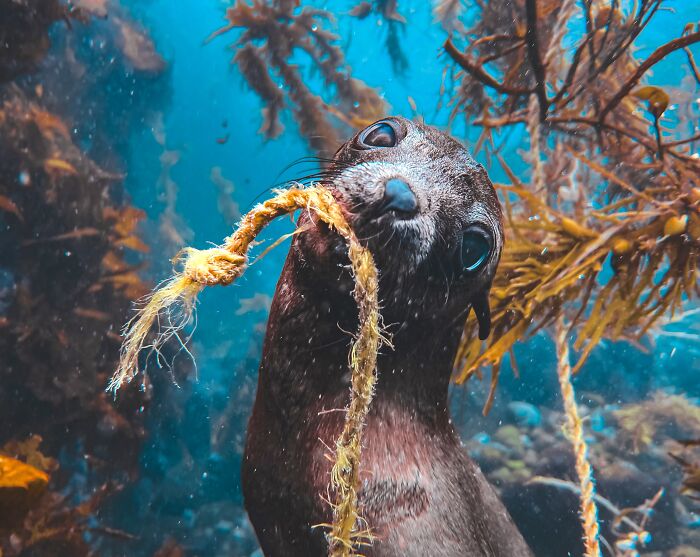 Almost Stole the Show, Landscapes & Wildlife: 'Can I Help?' by Selanie Waddilove