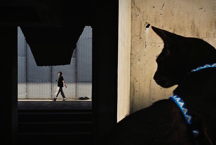 1st Place, Street: 'A Gazing Cat' by Yajun Hu