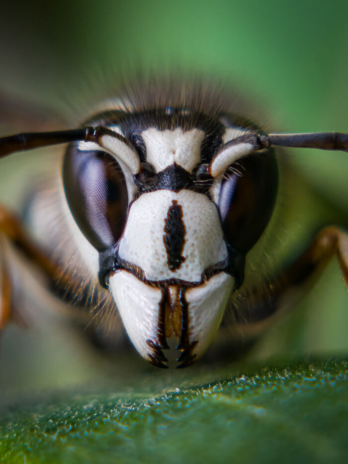 1st Place, Macro & Details: 'The White-Masked Sentinel' by Steven Grogin