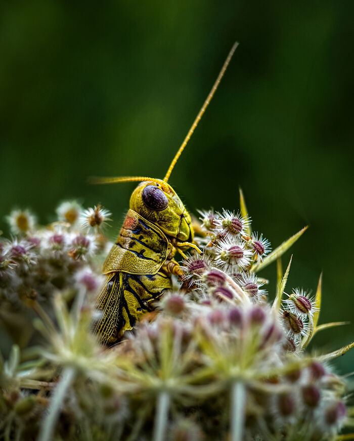 Honorable Mention, Macro Magic: 'Hanging Out' by Linda Repasky