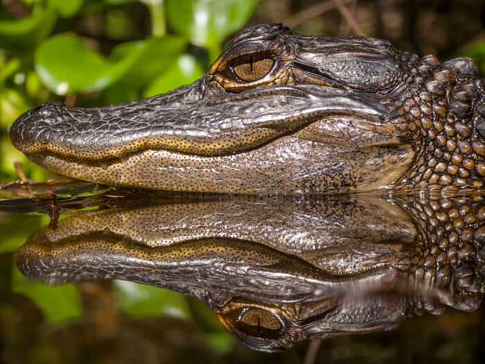 Honorable Mention, Frozen & Wet: 'Mirror Of The Marsh' by Steven Grogin