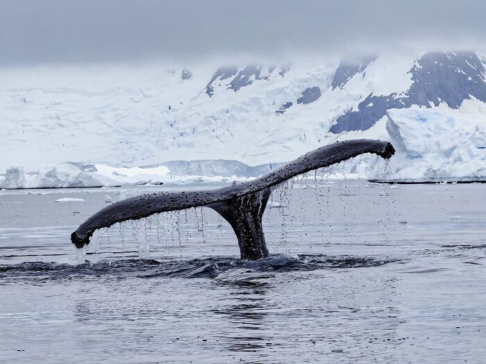 Honorable Mention, Wildlife: 'The Wildlife Of Antarctica' by Di Lu